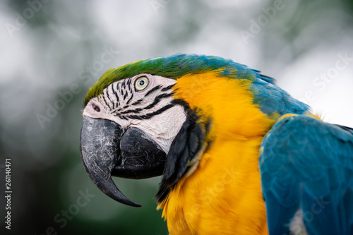 Close-up portrait of a Blue and Yellow Macaw © Johan