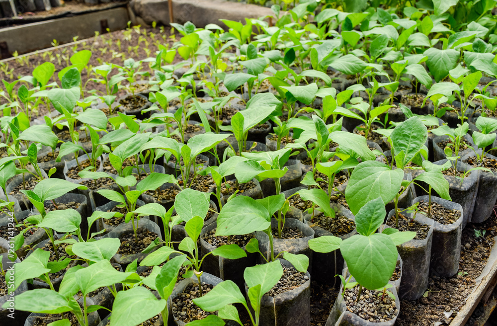 Seedlings eggplant in the greenhouse. Growing eggplant of vegetables in greenhouse Seedlings eggplant in the greenhouse. Growing eggplant of vegetables in greenhouse