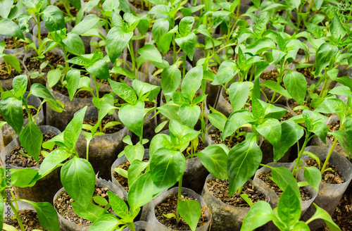 Seedlings of pepper. Pepper in greenhouse cultivation. Seedlings