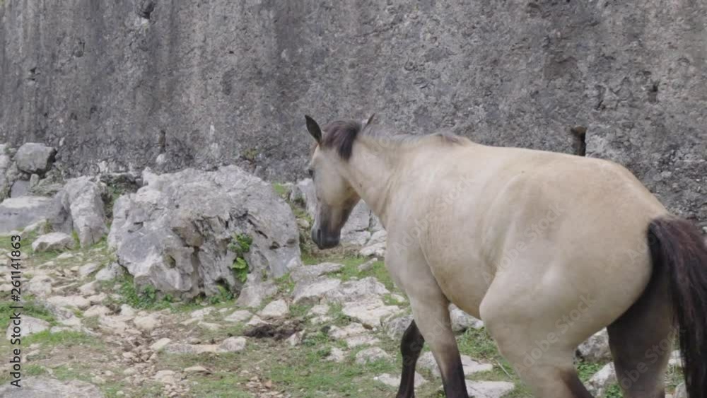 Slow Motion: White Horse with Black Markings Wanders Away from the Shot in Nord, Haiti Slow Motion: White Horse with Black Markings Wanders Away from the Shot in Nord, Haiti