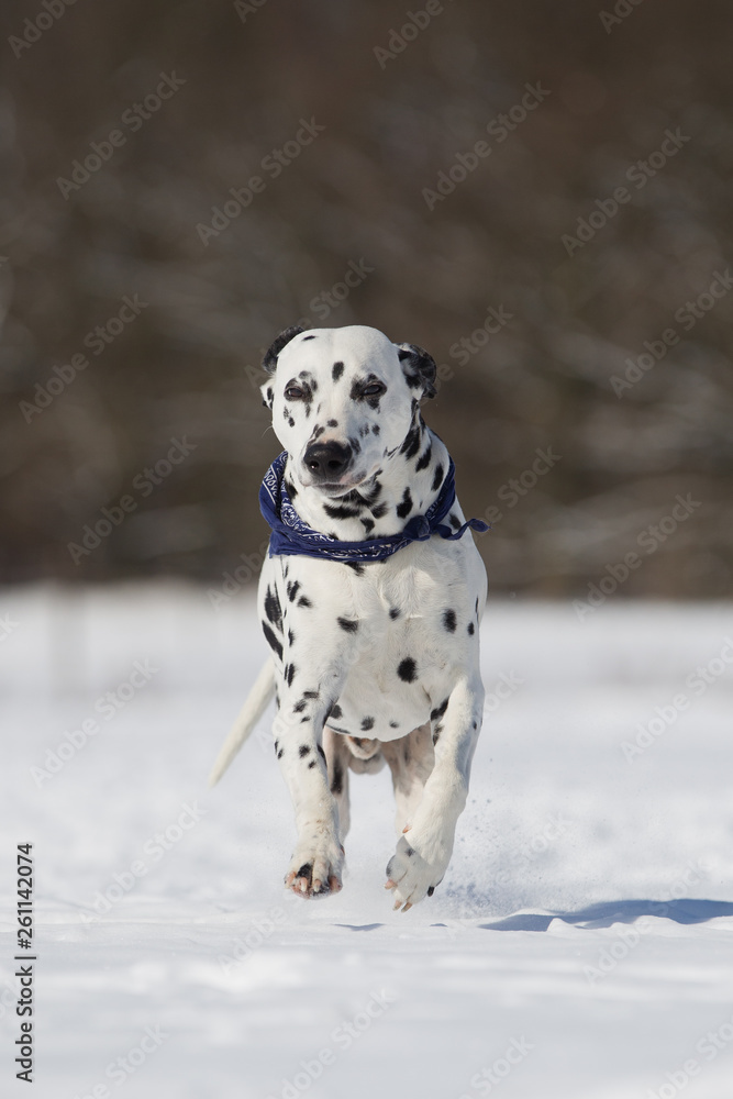 Dalmatiner im Schnee Dalmatiner im Schnee