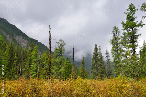 The clouds thickened over the forest of the Altai in August. Valley of Savla river