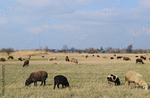 Sheep in the pasture