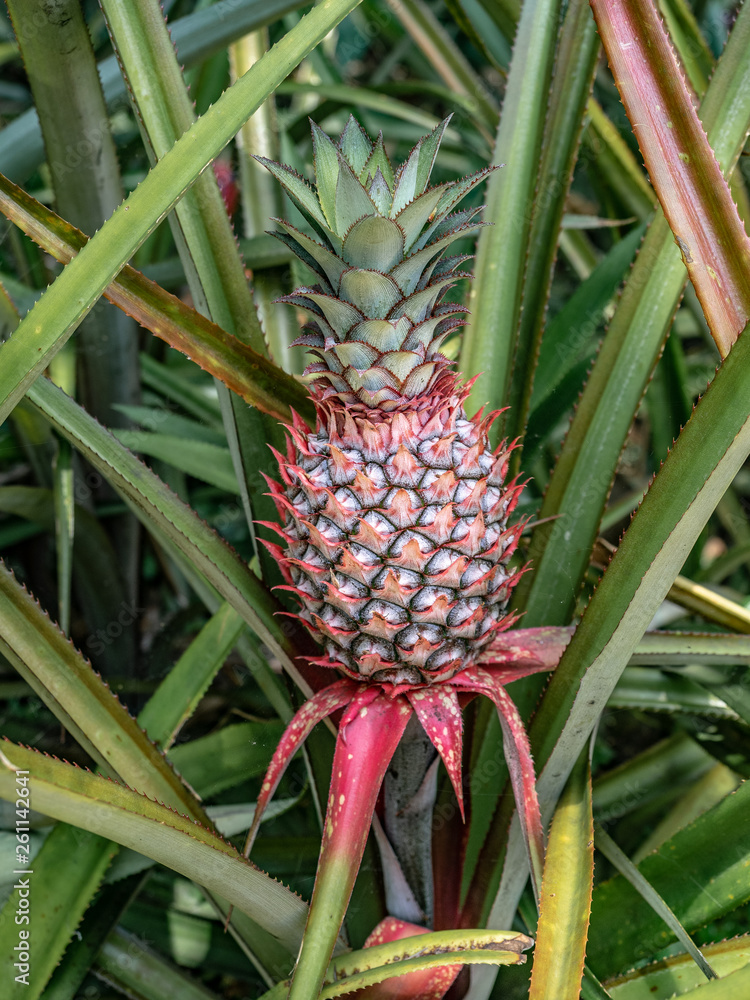 Red fresh pineapple ready to be harvest and used in pharmacology. Red fresh pineapple ready to be harvest and used in pharmacology.