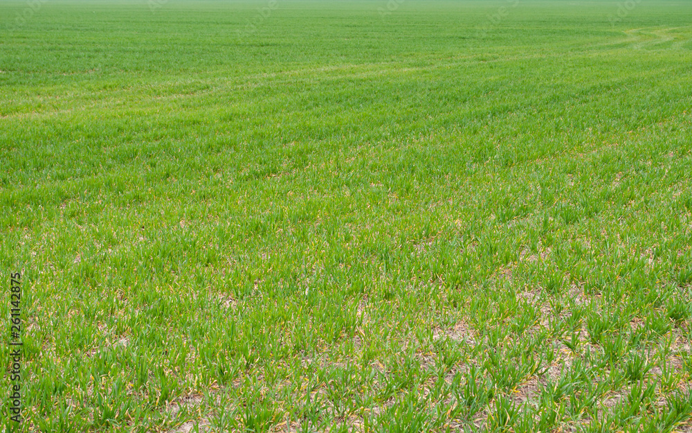 The field of young wheat. Background green grass. The field of young wheat. Background green grass.