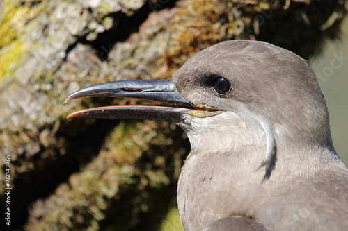 Inkaseeschwalbe / Inca tern / Larosterna inca... photo