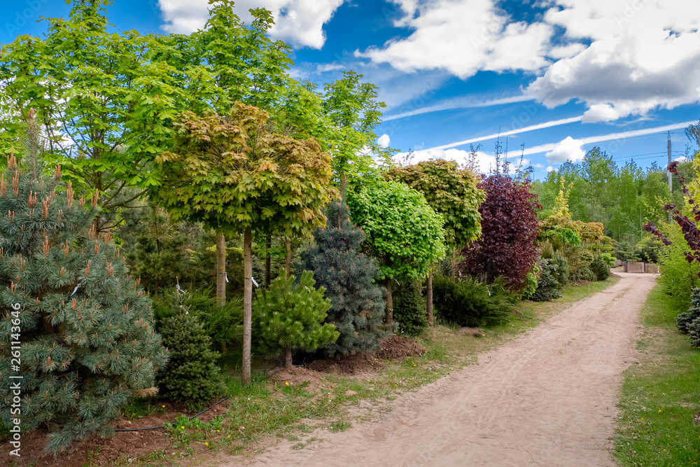 Young maples, pine and chestnut trees. Alley of seedling of trees, bushes, plants at plant nursery.