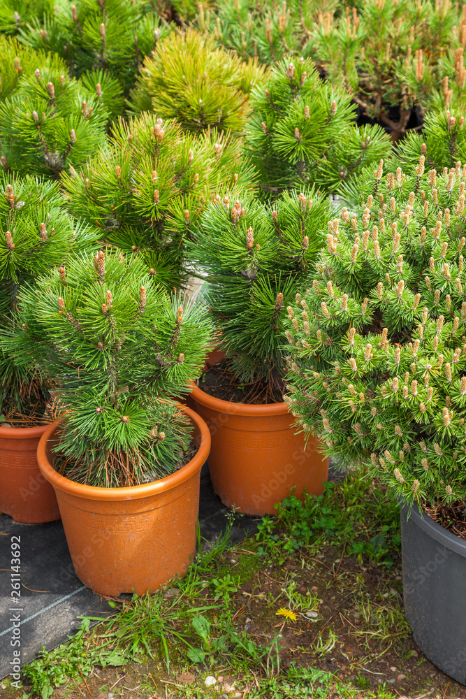 Several plastic pots of beautiful pine trees on tree nursery farm.