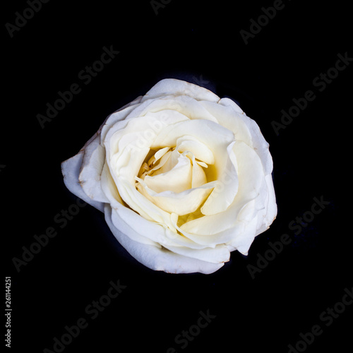 White rose flower on black background