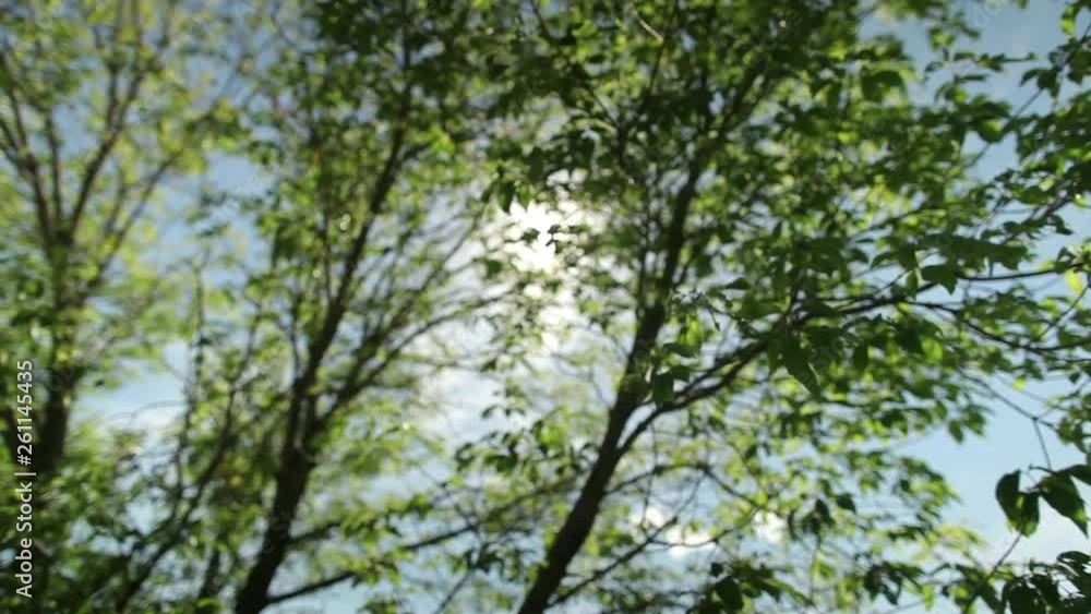 Looking Up Through Tree Branches and Leaves As Sun Peeks Through Looking Up Through Tree Branches and Leaves As Sun Peeks Through