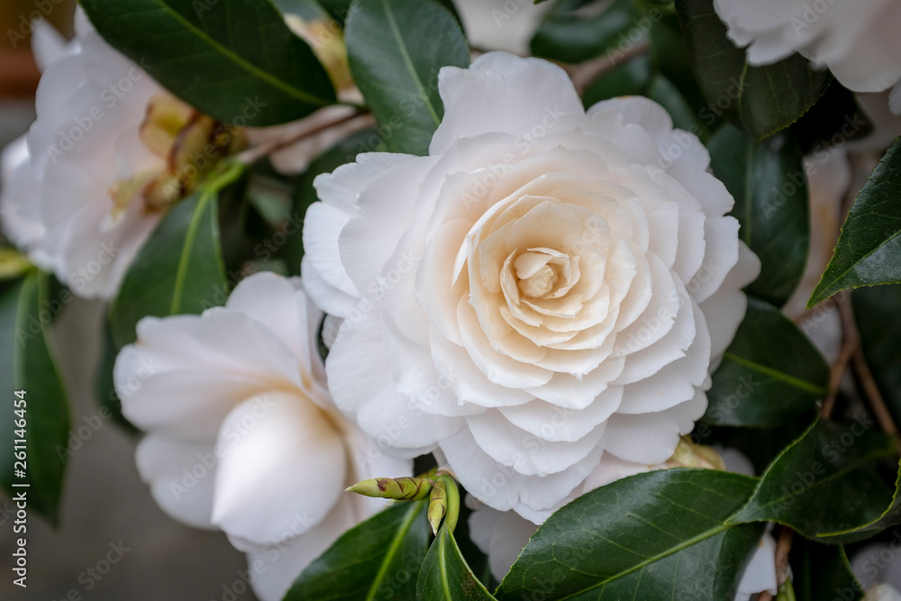 Nuccio's Gem Camellia in bloom on 16th Street NW, in Washington, DC. Nuccio's Gem Camellia in bloom on 16th Street NW, in Washington, DC.