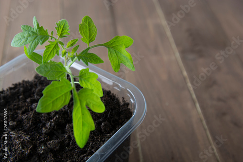 Sprouting tomato seedlings in the greenhouse. spring gardening concept. Grow your own vegetables. photo