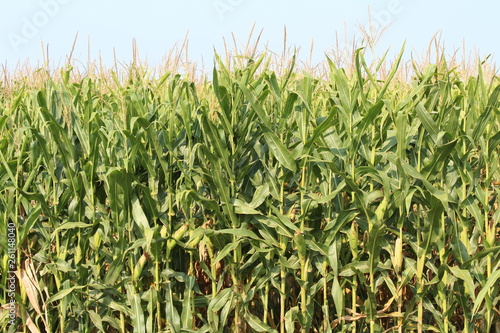 Corn field