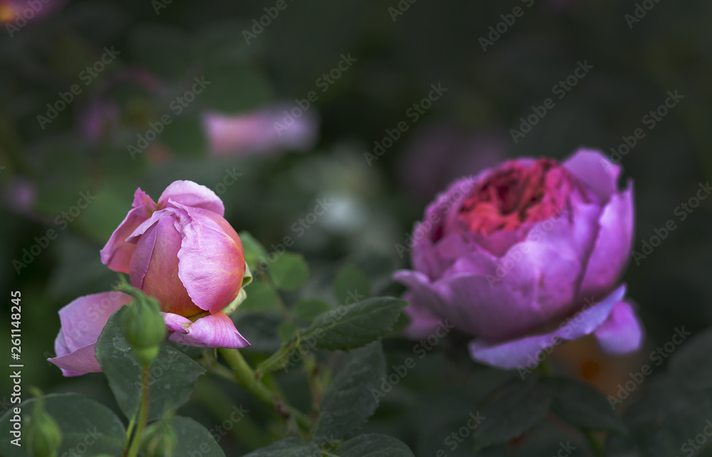 Beautiful rose flowers closeup Beautiful rose flowers closeup