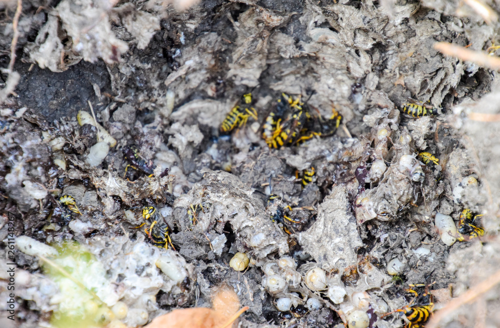 Vespula vulgaris. Destroyed hornet's nest. Vespula vulgaris. Destroyed hornet's nest.