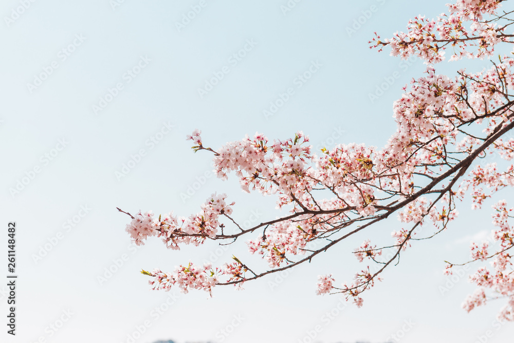 Pink Cherry blossom or sakura flower with blue sky in spring season at Japan Pink Cherry blossom or sakura flower with blue sky in spring season at Japan