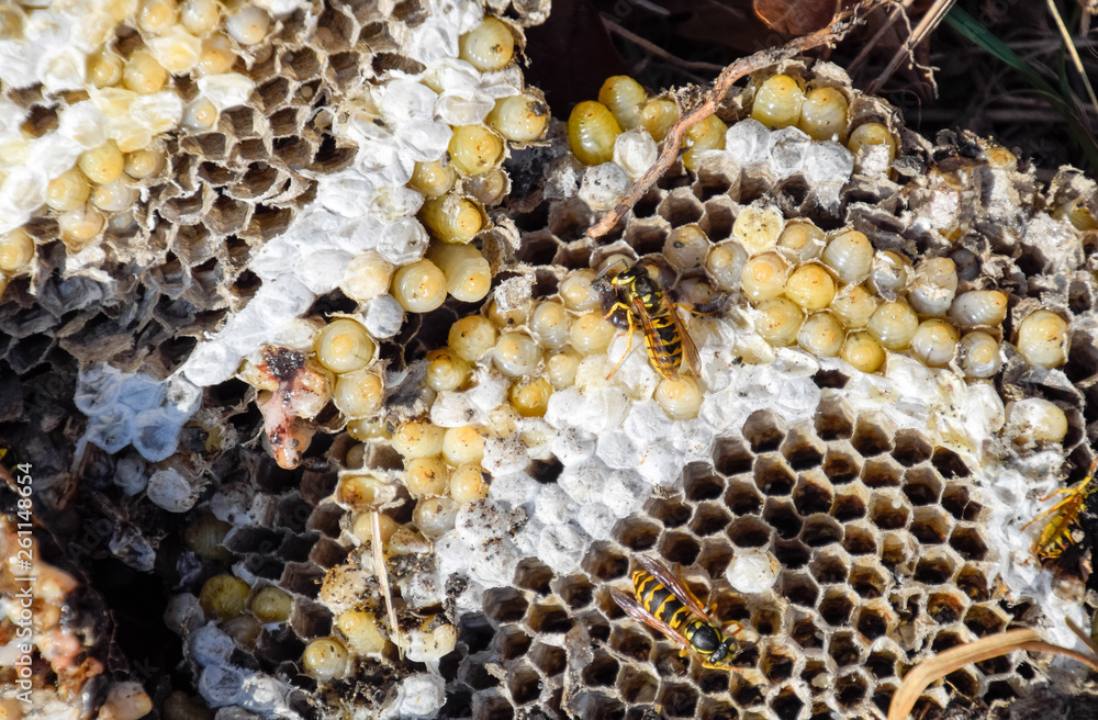 Destroyed hornet's nest. Drawn on the surface of a honeycomb hornet's nest. Larvae and pupae of wasps. Vespula vulgaris Destroyed hornet's nest. Drawn on the surface of a honeycomb hornet's nest. Larvae and pupae of wasps. Vespula vulgaris