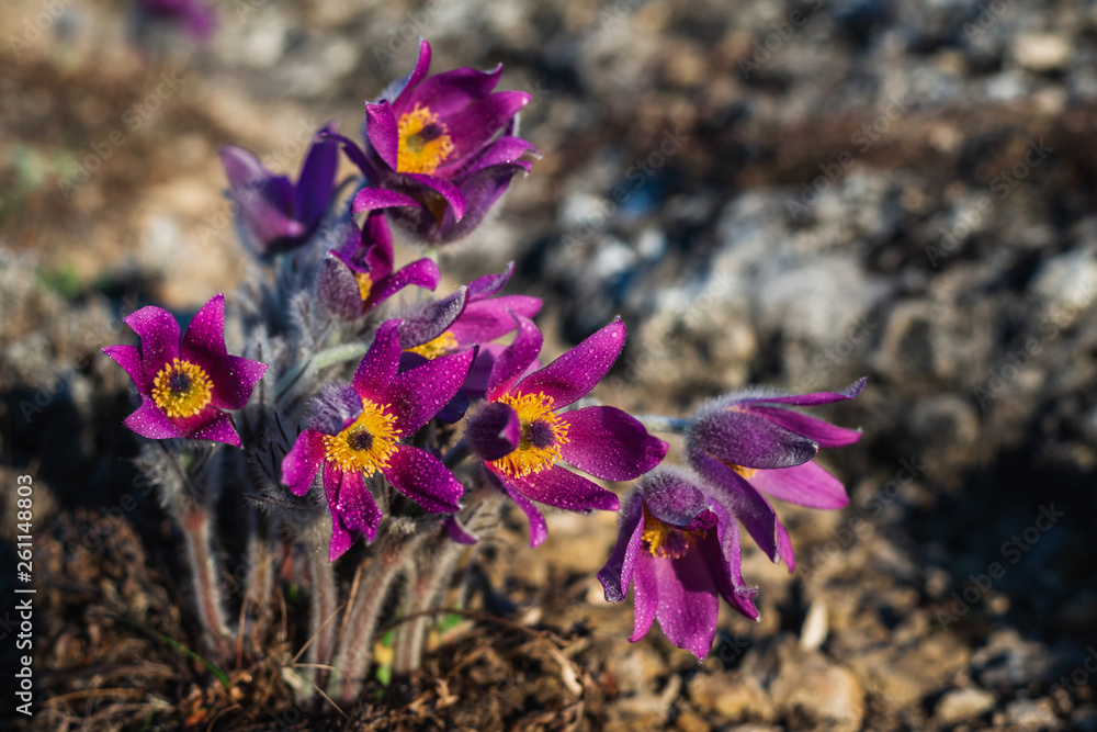Blooming pasque-flower in the mountains in spring Blooming pasque-flower in the mountains in spring