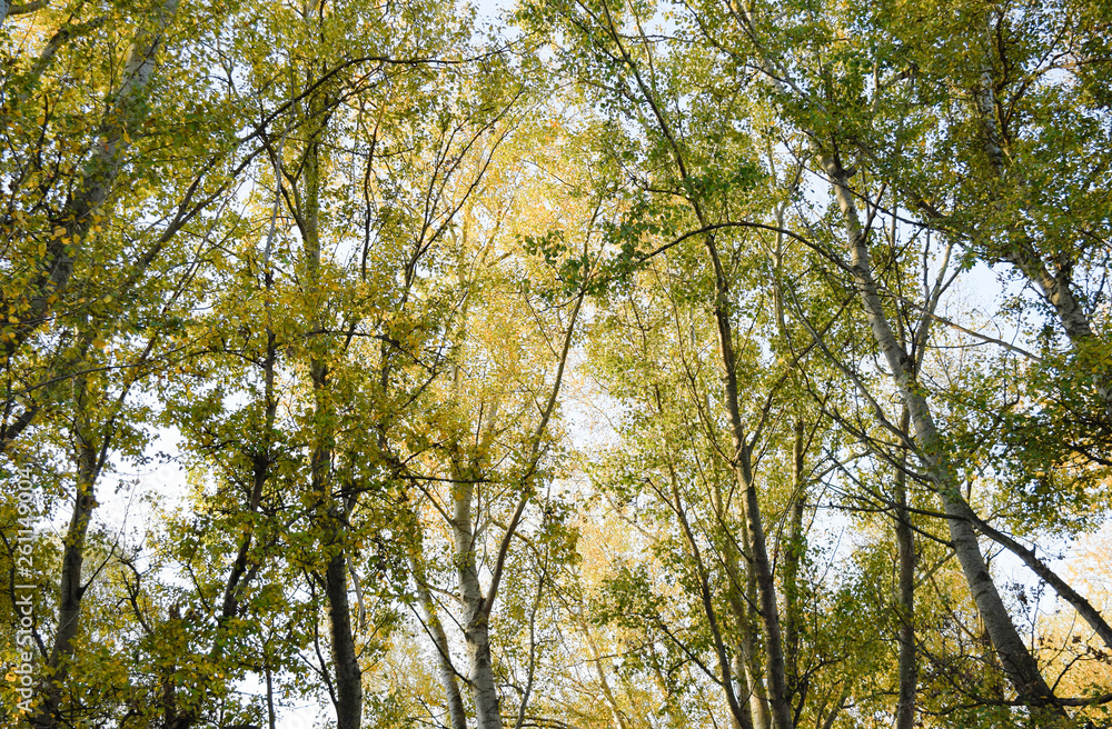 Fototapeta premium View from the bottom up in a forest of silver poplars. Background of the sky and trees. Autumn in the forest.