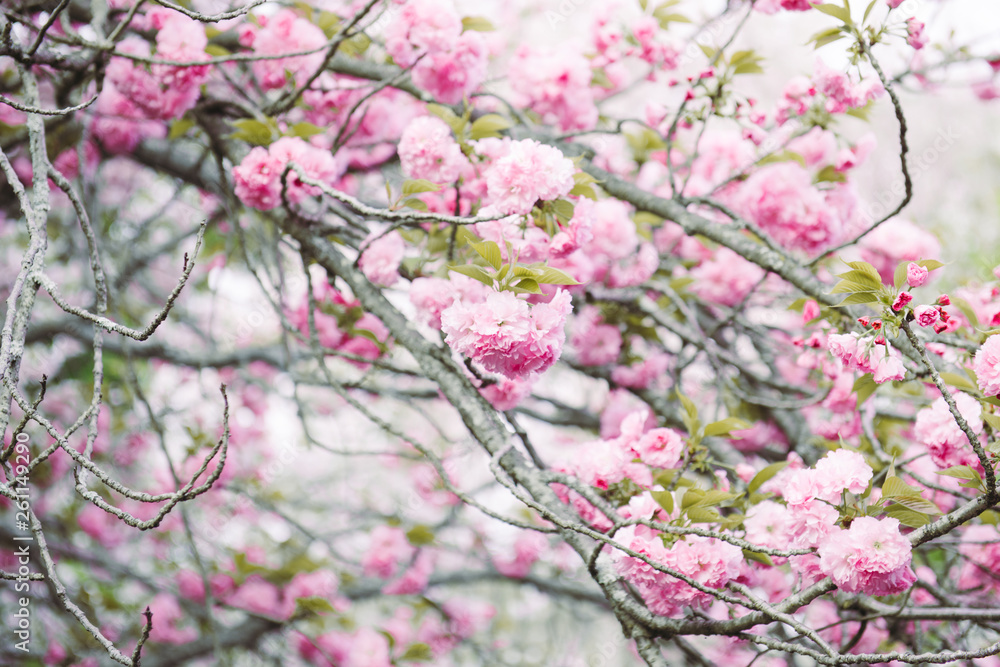 Beautiful Cherry blossom , pink sakura flower Beautiful Cherry blossom , pink sakura flower