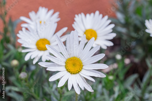 flor blanca con centro amarillo