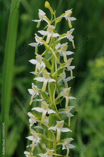 Weiße Waldhyazinthe (Platathera bifolia) photo