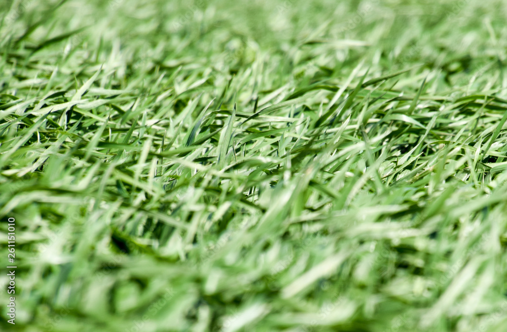 Young wheat green on the field, background texture of grass. Young wheat green on the field, background texture of grass.