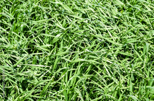 Young wheat green on the field, background texture of grass.