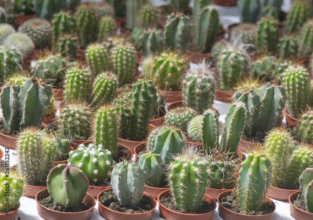 Succulent cactus plants in pots Succulent cactus plants in pots