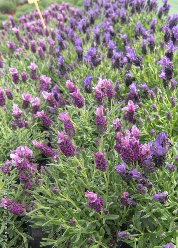 Obraz premium Beautiful lavender herbs full frame