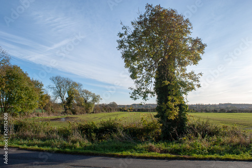 Field with tree in Cherry Willingham, LIncolnshire