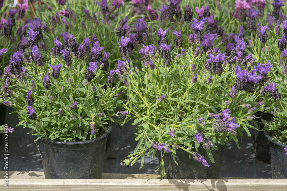 Lavender purple flowers closeup Lavender purple flowers closeup