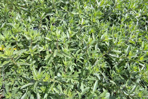 Green gaura plant full frame