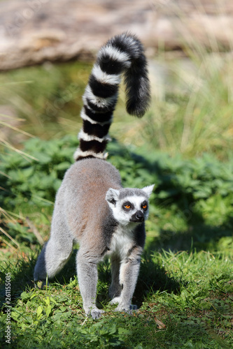 Katta / Ring-tailed Lemur / Lemur catta