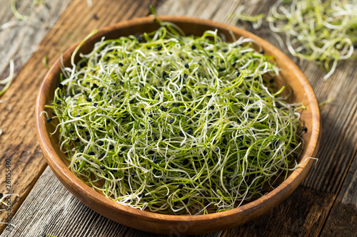 Raw Green Organic Onion Sprouts