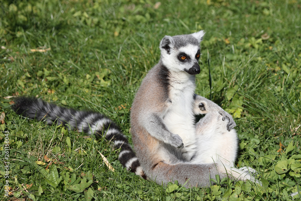 Fototapeta premium Katta / Ring-tailed Lemur / Lemur catta