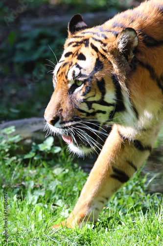 Fototapeta Naklejka Na Ścianę i Meble -  Königstiger / Royal Bengal Tiger / Panthera tigris tigris.