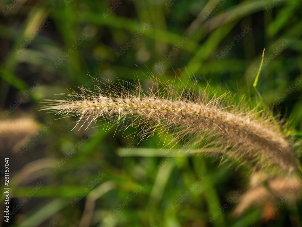 Spikelets in the field at sunset. Thailand. Spikelets in the field at sunset. Thailand.