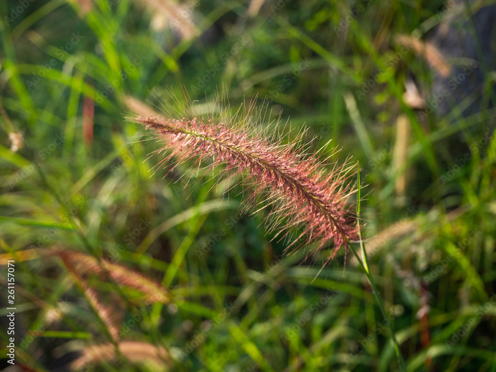 Spikelets in the field at sunset. Thailand. Spikelets in the field at sunset. Thailand.