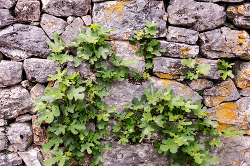The background old, gray, stony wall with plant
