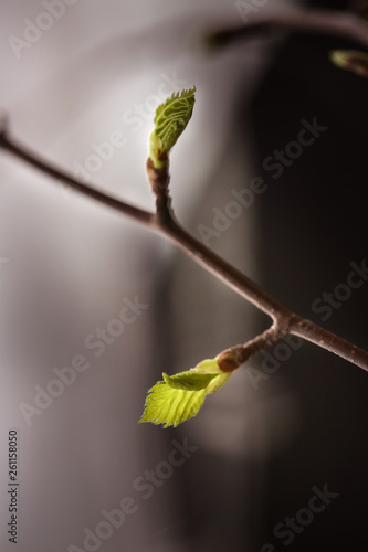 Spring, buds bloom on the branches, close-up