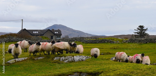 Photos Herd of sheep on a grass hillside