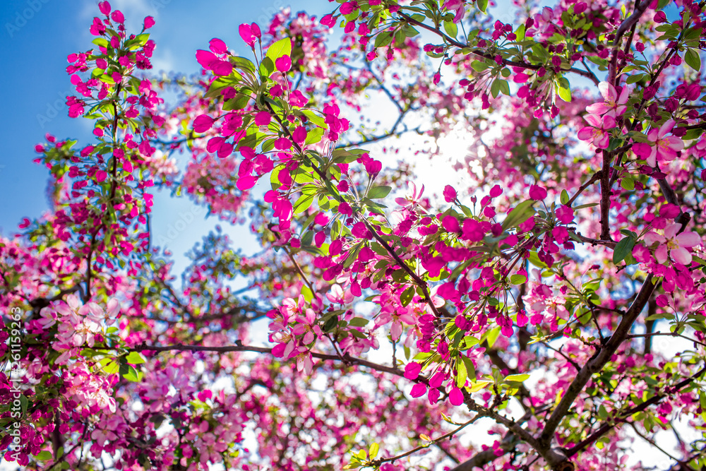 Washington DC, bloom Sakura