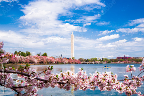 Obraz na płótnie Washington DC, bloom Sakura