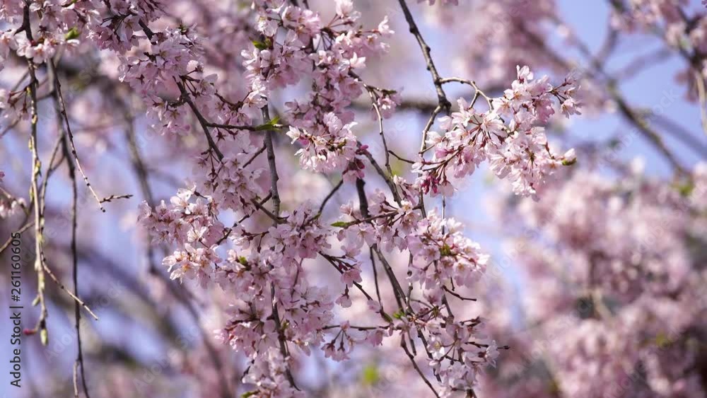 beautiful sakura, cherry blossom in Tokyo, Japan beautiful sakura, cherry blossom in Tokyo, Japan