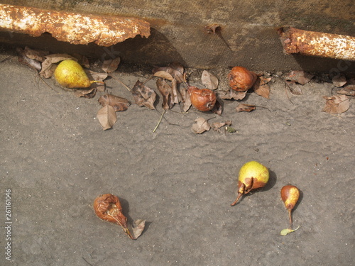 pears on the ground