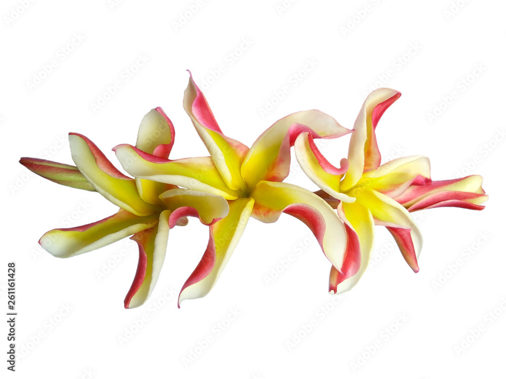 Frangipani flower isolated on white background. Tropical flowers frangipani. Plumeria flowers with a combination of red, white, pink and yellow. Frangipani flowers are many in Bali, Indonesia.