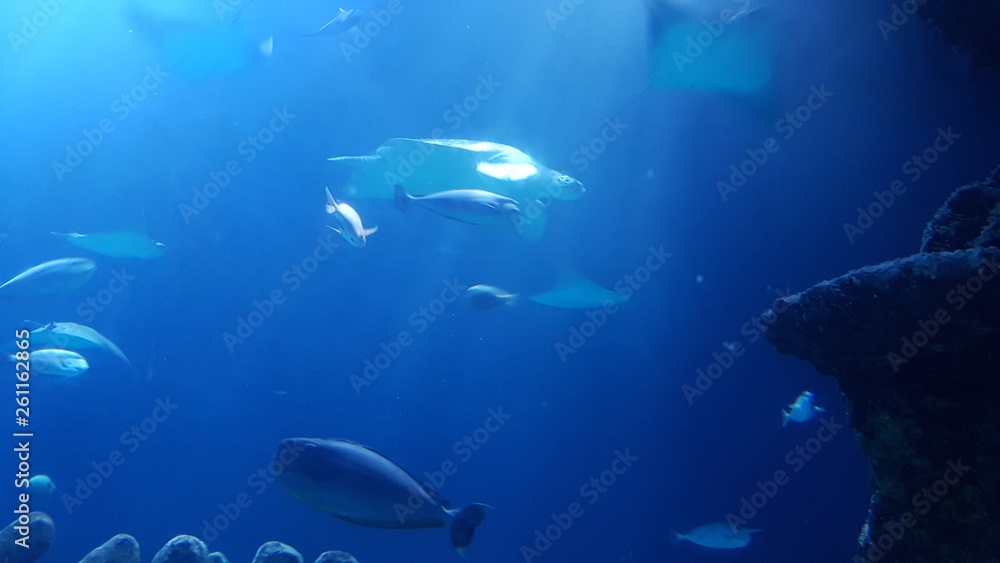 Fototapeta premium fish