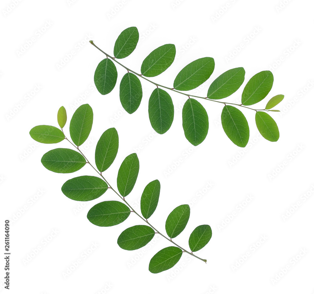green leaves isolated on white background, flat lay, top view
