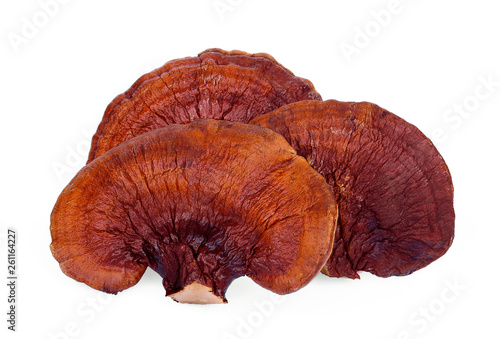 dried lingzhi mushroom isolated on white background
